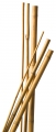 Bambusz rúd  10 db 60 cm natur 6-8 mm